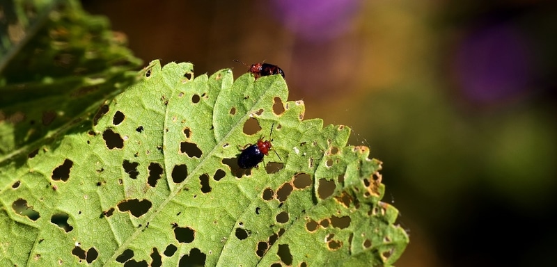 Insects damaging leafs
