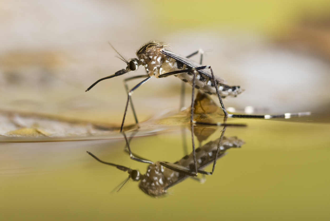Black and white spotted mosquito on the surface of liquid
