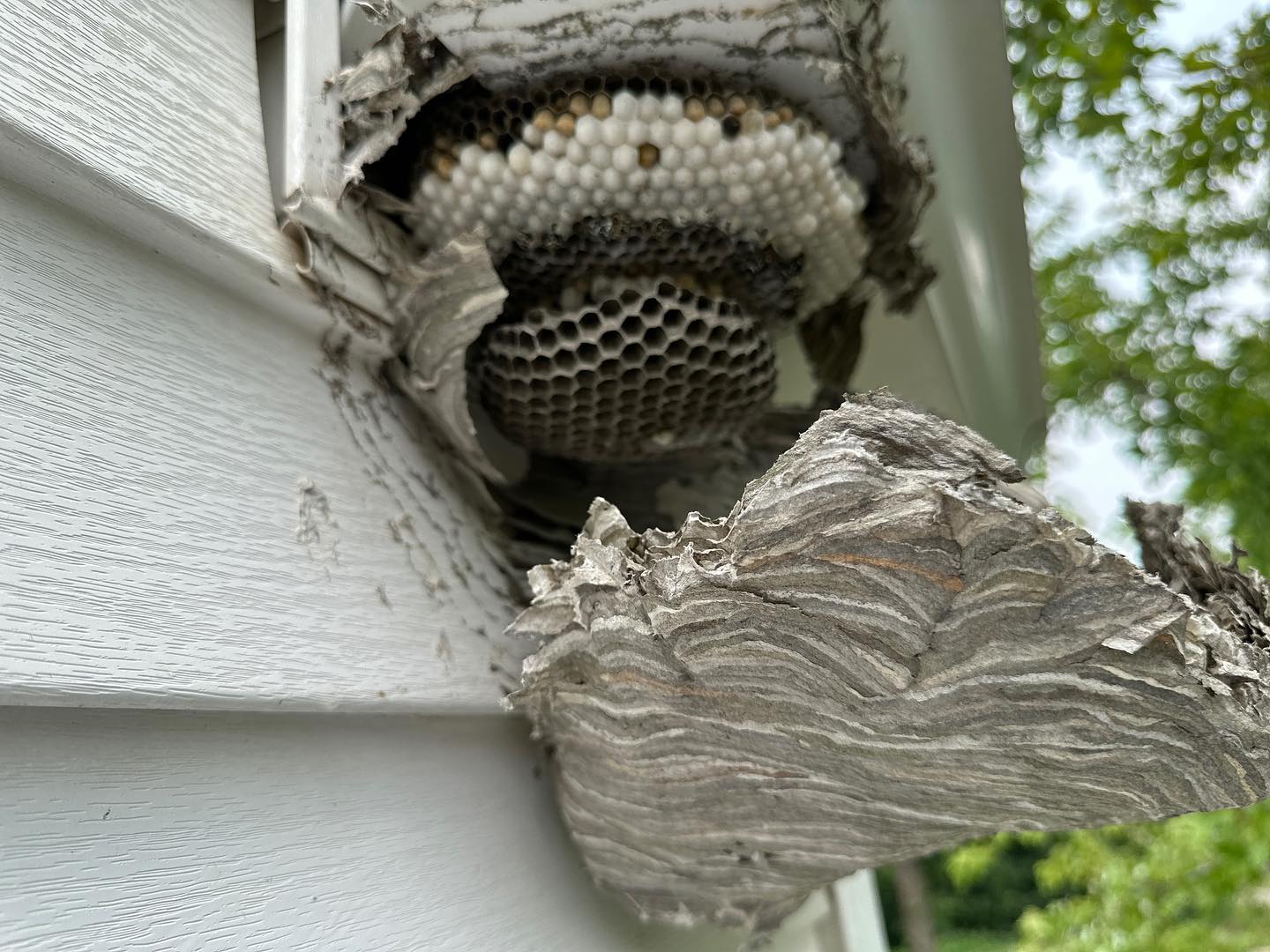 Home's exterior wasp nest
